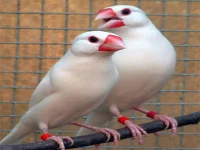 کشف گونه جدیدی از پرندگان